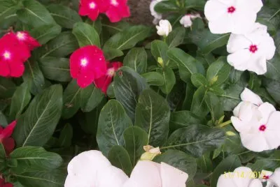 Morettinha flores Itamonte
