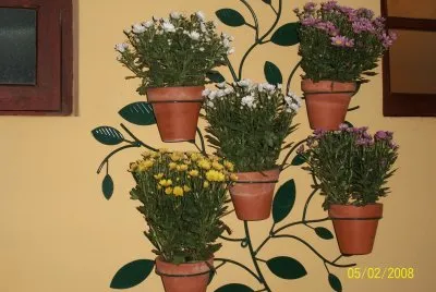 Morettinha flores chacrete