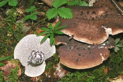 פאזל של Sarcodon Imbricatus