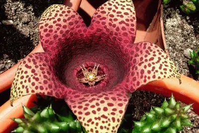 פאזל של Tavaresia Barcklyii