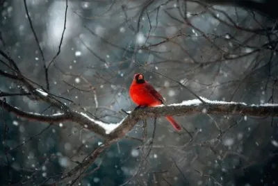 natureza
