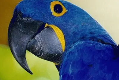 פאזל של Guacamayo Spix - Brasil