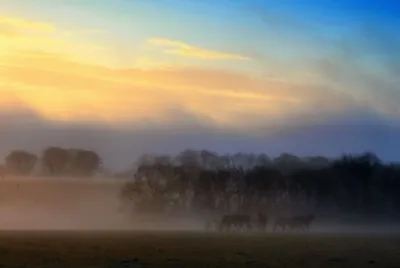 פאזל של Horses and mist