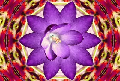 Crocus Flower