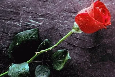 פאזל של Red Rose