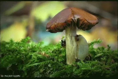 . jigsaw puzzle