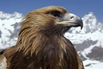 Aguila