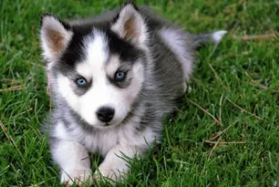 Siberiano