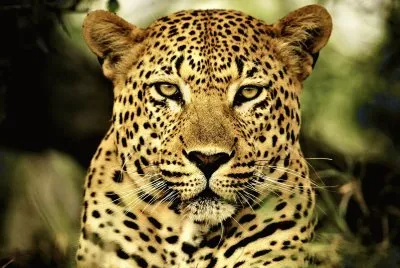 Leopardo