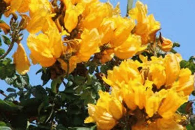 EspatÃ³dia Amarela