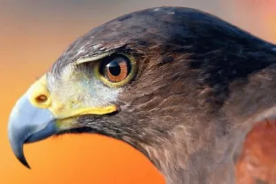 Falcon