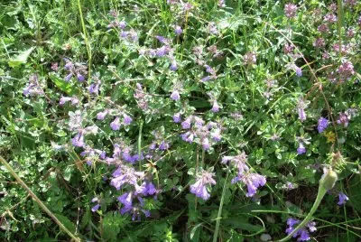 Fiori