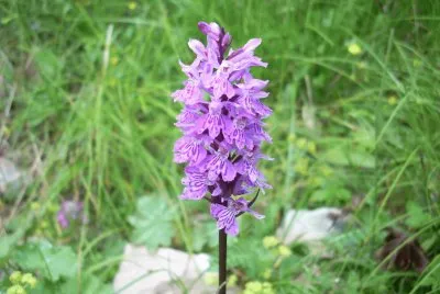 Fiori