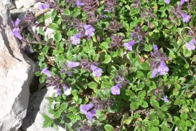 Fiori