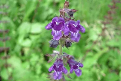 Fiori