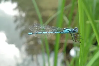 Libellula