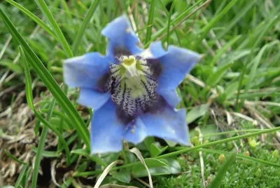 Fiori