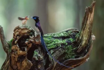 Japanese Paradise Flycatcher Father And Her Baby