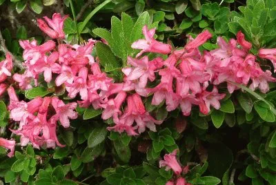 Fiori
