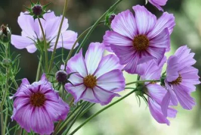 Cosmea