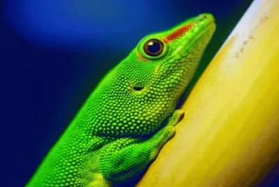 Fantasic Lizard