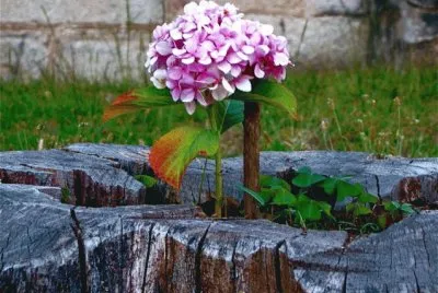 Hortensia solitaria jigsaw puzzle