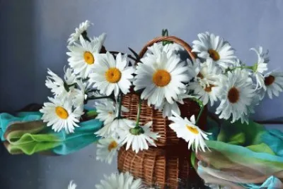 Flores
