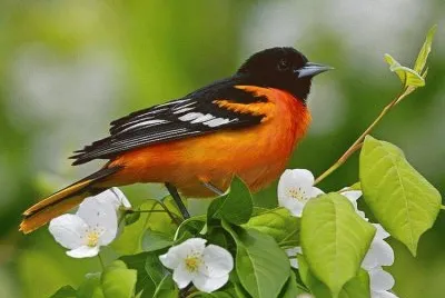 natureza