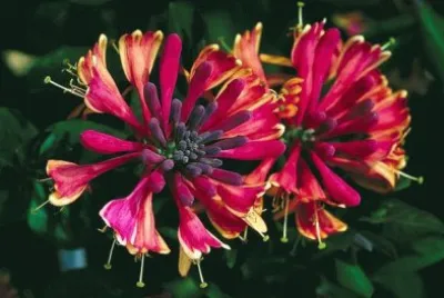 fleurs: chÃ©vrefeuille jigsaw puzzle
