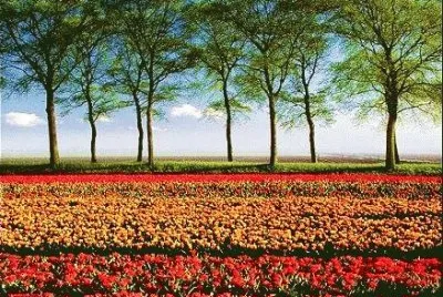 summer 33 jigsaw puzzle