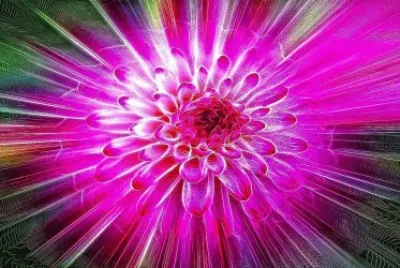 Blazing Dahlia