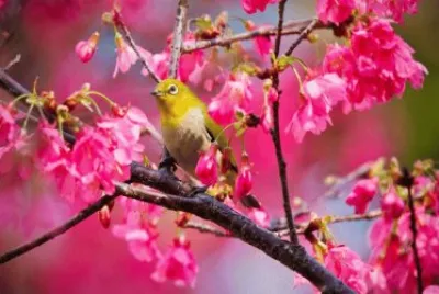 Bird in Springtime