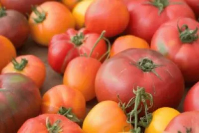 tomates