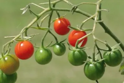 tomates