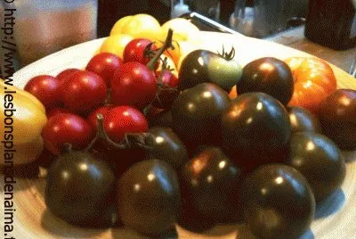 tomates