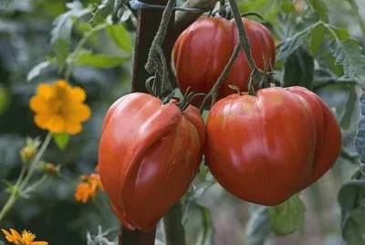 tomates