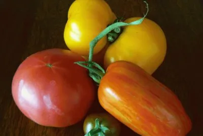 tomates