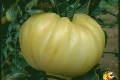 tomates