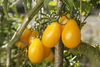 tomates