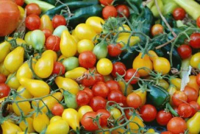 tomates