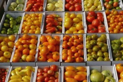tomates