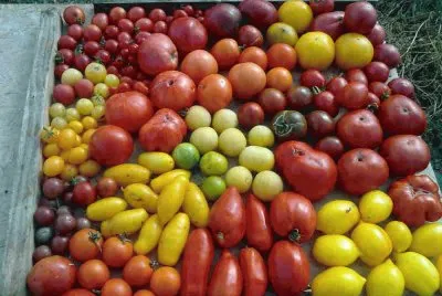 tomates