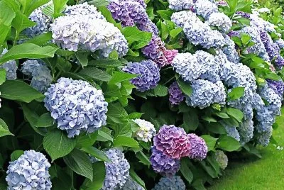 Hortensias jigsaw puzzle