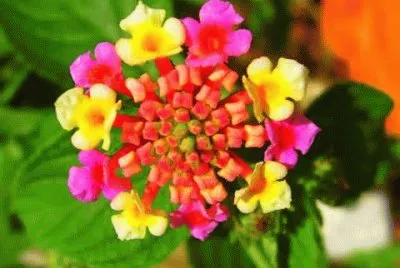 Exotic Flower