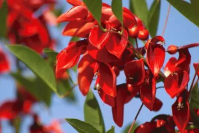 fleurs jigsaw puzzle