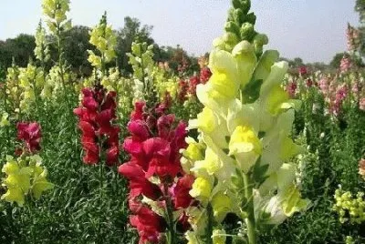 פאזל של Flowers