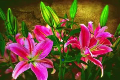 flores belas jigsaw puzzle