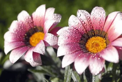 Flores e Gotas