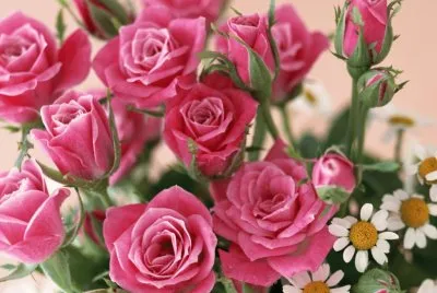Rosas e margaridas