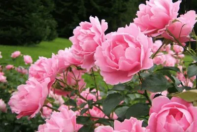 rosas no jardim